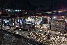 PD Pasar Surya Akui Pemotongan Unggas Masih Berlangsung di Pasar