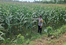 Bhabinkamtibmas Polsek Tekung Aktif Pantau Pertumbuhan Tanaman Jagung