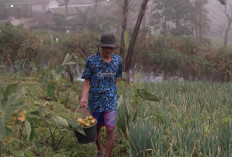 Kisah Petani Sayur di Lereng Merapi: Penghasilan Melonjak Berkat Program MBG