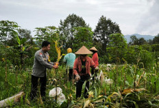 Bhabinkamtibmas Polres Kediri Kota Dampingi Petani Puhsarang Panen Jagung Dukung Ketahanan Pangan