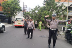 Pohon Tumbang di Jalan Pahlawan Surabaya, Personel Polsek Bubutan Sigap Amankan Lalu Lintas
