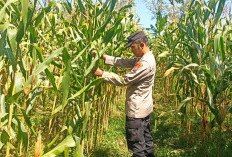 Bhabinkamtibmas Polsek Tekung Aktif Dukung Ketahanan Pangan Nasional