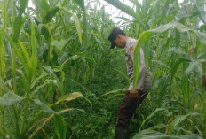 Sukseskan Kemandirian Pangan Desa, Bhabinkamtibmas Polsek Pronojiwo Tinjau Ladang Jagung Warga 