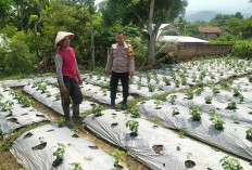 Dukung Ketahanan Pangan Warga, Bhabinkamtibmas Kendal Monitoring Cabai di Pekarangan