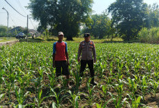 Polsek Ngusikan Kawal Tanaman Jagung Bantuan, Perkuat Ketahanan Pangan Menuju Swasembada
