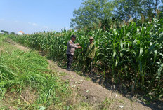 Dukung Ketahanan Pangan, Polsek Candi Pantau Perkembangan Lahan Jagung