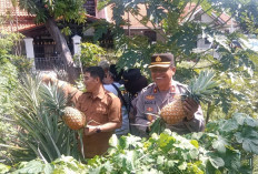 Manfaatkan Lahan Sempit, Polsek Rungkut Bersama Tiga Pilar Panen Nanas untuk Ketahanan Pangan