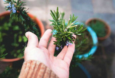Rosemary, Tanaman Herbal yang Kaya Manfaat untuk Kesehatan dan Perawatan Tubuh 