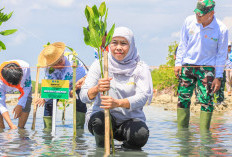 Hari Mangrove Sedunia 2026, Khofifah Ajak Warga Jatim Jadikan Pesisir Benteng Iklim Masa Depan
