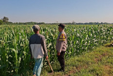Bhabinkamtibmas Cerme Dampingi Petani Rawat Tanaman Jagung, Dukung Ketahanan Pangan Nasional