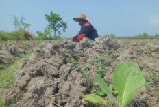 Cuaca Bagus, DKPP Sumenep Optimistis Lahan Tembakau Meningkat