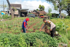 Bhabinkamtibmas Sine Monitoring Petani Cabai, Dukung Ketahanan Pangan Warga