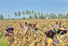 Dukung Ketahanan Pangan, Polsek Candipuro Tanam dan Panen Bibit Jagung di Desa Tumpeng
