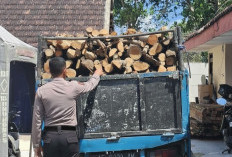 Polres Malang Amankan Sopir Truk Pengangkut Jati Ilegal, Kerugian Negara Capai Belasan Juta