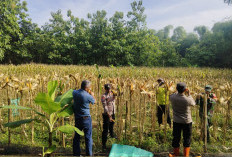 Sukseskan Swasembada Pangan di Ngawi, Polsek Geneng Bersama Tiga Pilar Panen Jagung