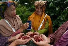 BRI Salurkan KUR Rp 65,95 Triliun untuk Dukung Ketahanan Pangan