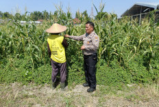 Petani Desa Lebo Apresiasi Dukungan Polisi dalam Upaya Ketahanan Pangan 