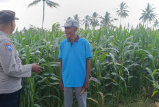 Dukung Asta Cita Presiden, Polsek Padang Turun Langsung Kawal Ketahanan Pangan Warga