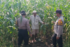Dukung Ketahanan Pangan, Polisi dan Petani Optimalkan Lahan Jagung di Prambon