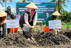 Wabup Situbondo Dorong Kesejahteraan Petani lewat Bongkar Ratoon Tebu