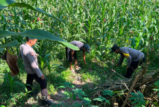 Sinergi Ketahanan Pangan, Polsek Lumajang Kota Tinjau Langsung Pertumbuhan Tanam Jagung di Desa Boreng