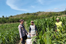 Bhabinkamtibmas Polsek Banyakan Dampingi Petani Jabon Pemupukan Jagung