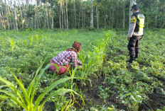 Kawal Swasembada Pangan, Bhabinkamtibmas Polsek Ranuyoso Dampingi Penanaman Jagung Warga