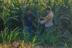 Bhabinkamtibmas Polsek Mojoroto Edukasi Petani, Perkuat Ketahanan Pangan Menuju Swasembada Nasional