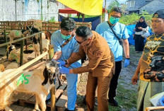  Wali Kota Malang Pastikan Hewan Kurban Memenuhi Persyaratan Kesehatan