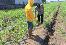 Perkuat Ketahanan Pangan Nasional, Bhabinkamtibmas Polsek Kesamben Dampingi Petani Optimalkan Lahan Jagung