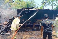 Diduga Akibat Pembakaran Sampah: Kandang di Jember Dilalap Si Jago Merah, Belasan Kambing Terpanggang