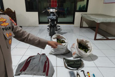 Polisi Amankan Dua Pencuri Jeruk di Turen, Salah Satu Pelaku Residivis