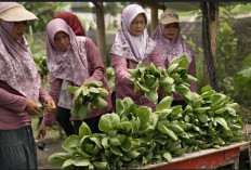 Berkah MBG, Kelompok Tani Wanita di Karanganyar Lebih Mudah Salurkan Panen Sayuran