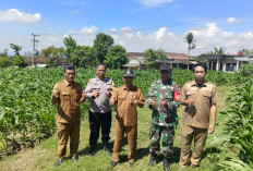 Sinergi Tiga Pilar Desa Pagung Kediri Tinjau Tanaman Jagung untuk Ketahanan Pangan