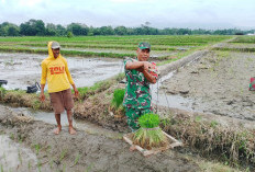 Dukung Ketahanan Pangan, Babinsa Doko Blitar Dampingi Petani Tanam Padi di Plumbangan