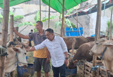 Iduladha 1447 H, Legislator PDIP Minta Kelurahan Proaktif Kawal Lapak Hewan Kurban