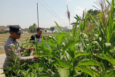 Bhabinkamtibmas Karangjati Monitoring Lahan Jagung, Dukung Ketahanan Pangan Warga