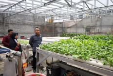Ketua Komisi A DPRD Surabaya Salurkan Rp10 Juta untuk Kebun Hidroponik Warga Kedurus