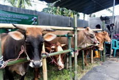 Sapi Kurban di Pasar Hewan Lumajang Laris Jelang Iduladha, Harga Ikut Naik