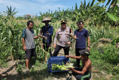 Sinergi Polisi dan Petani, Polres Pelabuhan Tanjung Perak Panen Jagung Pulut Ketan Ungu