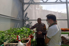 Sulap Lahan Tidur Jadi Kebun Golden Melon, Polres Pelabuhan Tanjung Perak Berdayakan Petani Krembangan