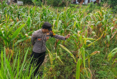 Dukung Ketahanan Pangan Nasional, Polsek Sumbersuko Tinjau Lahan Jagung di Desa Purwosono