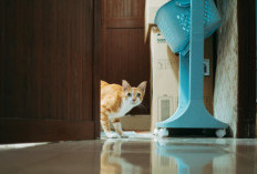 Bukan Sekadar Minta Makan, Kenali 6 Alasan Unik di Balik Suara Meong Kucing Kesayangan Anda