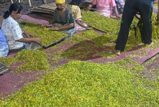 Petani Tembakau Jombang Sumringah, Harga Rajangan Tembus Rp50 Ribu
