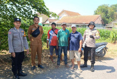 Polsek Balongbendo Ajak Petani Perhatikan Perkembangan Jagung Hibrida