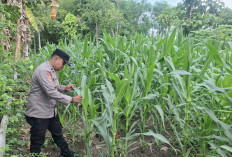 Dukung Ketahanan Pangan, Polsek Jatiroto Cek Langsung Pertanian Jagung Warga di Lumajang