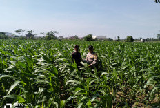 Wujud Polri untuk Masyarakat, Bhabinkamtibmas Semampir Dampingi Petani Jagung