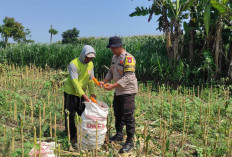 Kawal Ketahanan Pangan dari Desa, Bhabinkamtibmas Puhrubuh Dampingi Petani Panen Jagung