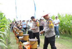 Tanam Jagung Kuartal I, Polres Kediri Garap 10 Hektare Lahan di Papar
