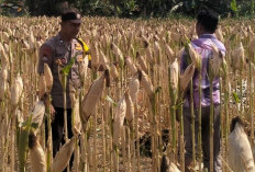 Bhabinkamtibmas Desa Kerep Kediri Dorong Produktivitas Jagung untuk Ketahanan Pangan